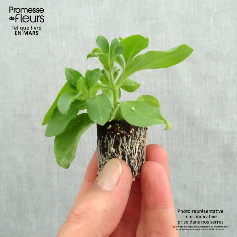 Exemplar von Petunia surfinia Tumbelina Candyfloss Mini-Plug Ø 3/4 cm wie im Frühjahr geliefert