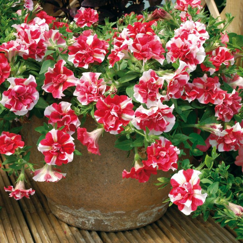 Petunia Tumbelina Cherry Ripple (Wuchs)