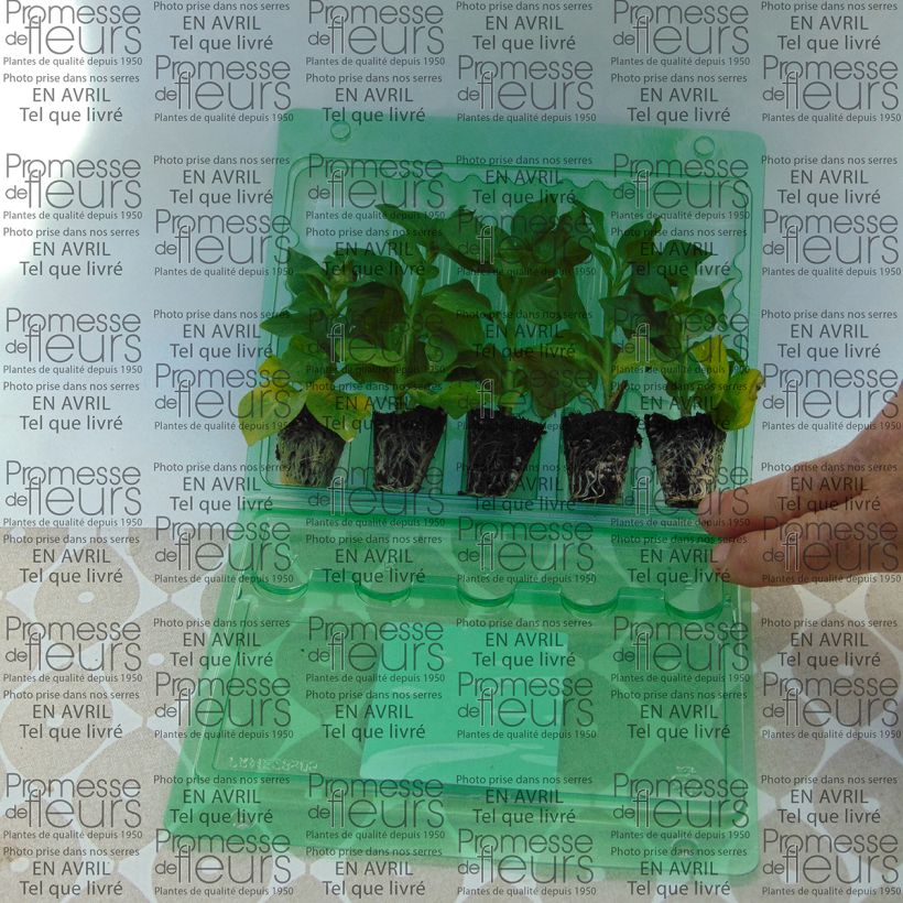 Beispiel eines Exemplars von Petunia Tumbelina Cherry Ripple Mini-Plug Ø 3/4 cm wie geliefert