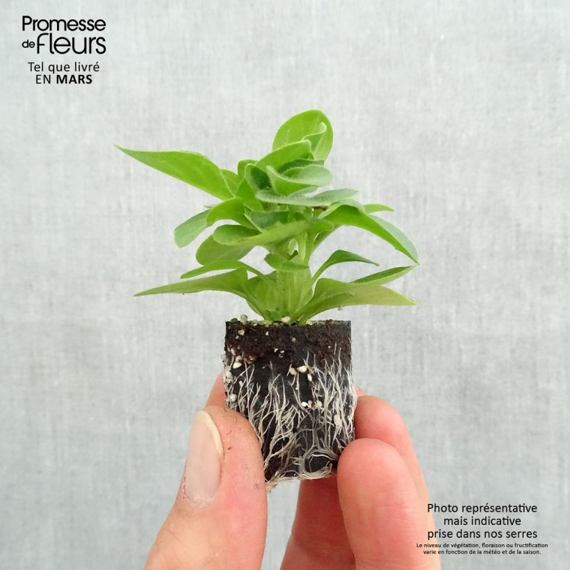 Exemplar von Petunia Tumbelina Priscilla Mini-Plug Ø 3/4 cm wie im Frühjahr geliefert