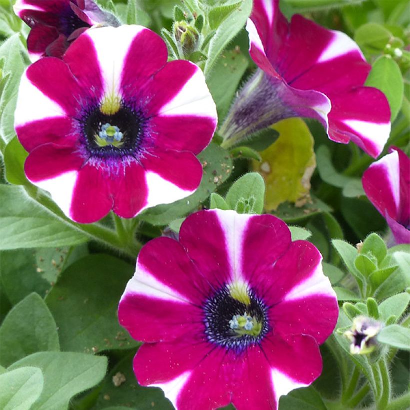 Petunia Bicolor Cabernet (Flowering)