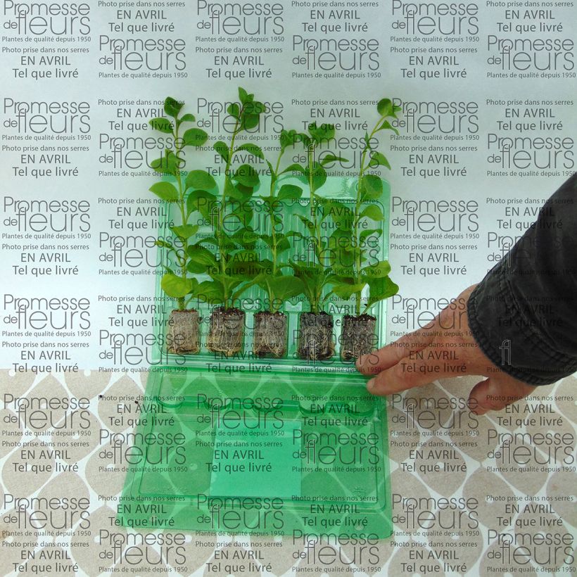 Beispiel eines Exemplars von Petunia Conchita Azur Mini-Plug Ø 3/4 cm wie geliefert