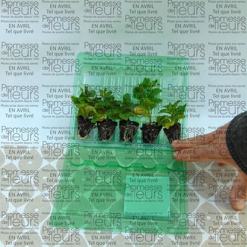 Beispiel eines Exemplars von Petunia surfinia Tumbelina Maria Mini-Plug Ø 3/4 cm wie geliefert