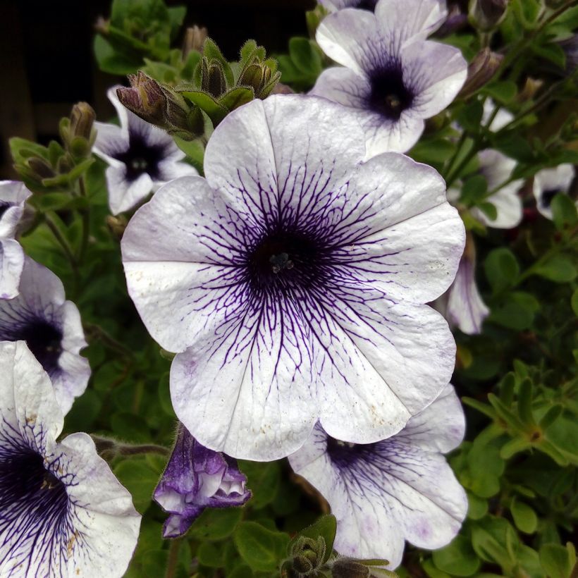 Petunia Blue Vein (Blüte)