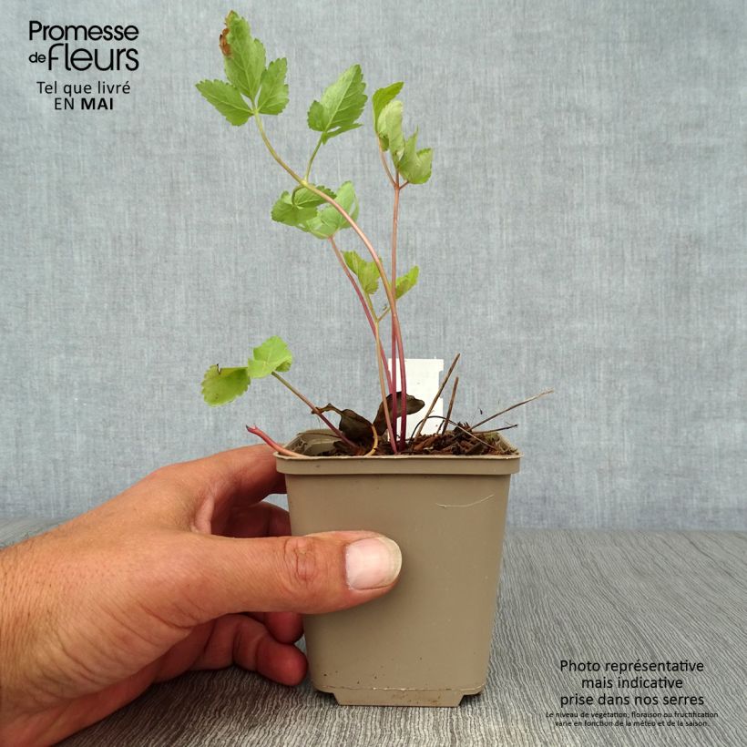 Example of Riesen-Haarstrang - Peucedanum verticillare Kleine Töpfe von 8/9 cm as you get in printemps