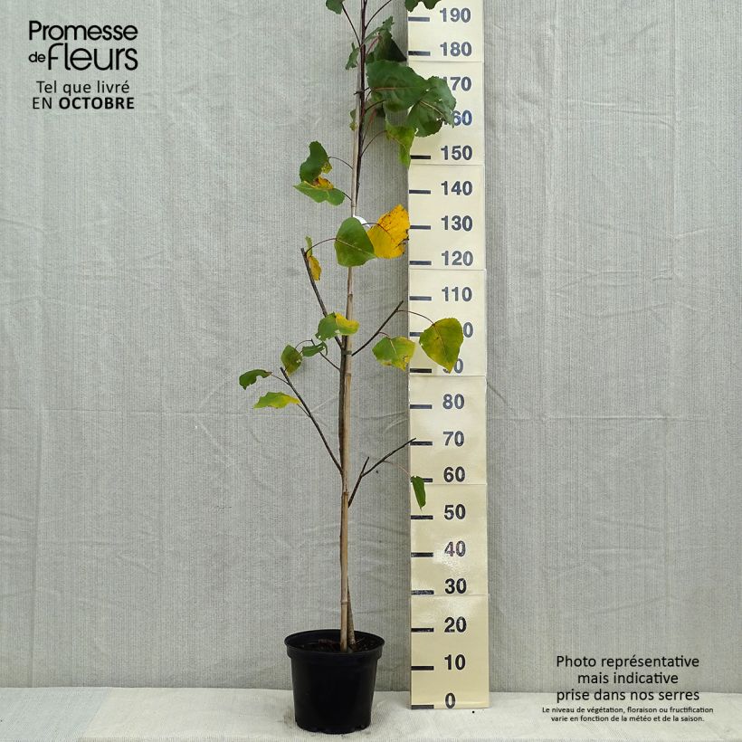 Exemplar von Virginische Pappel Purple Tower - Populus deltoides Topf mit 4L/5L wie im Herbst geliefert