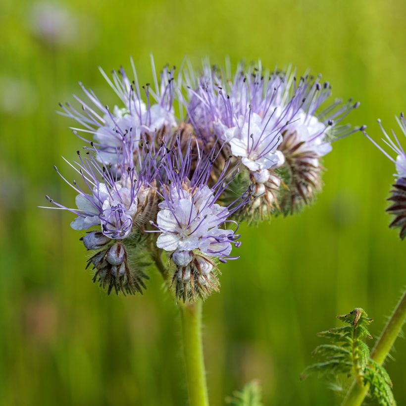 Büschelschön Blau (BIO Samen) - Phacelia tanacetifolia (Blüte)