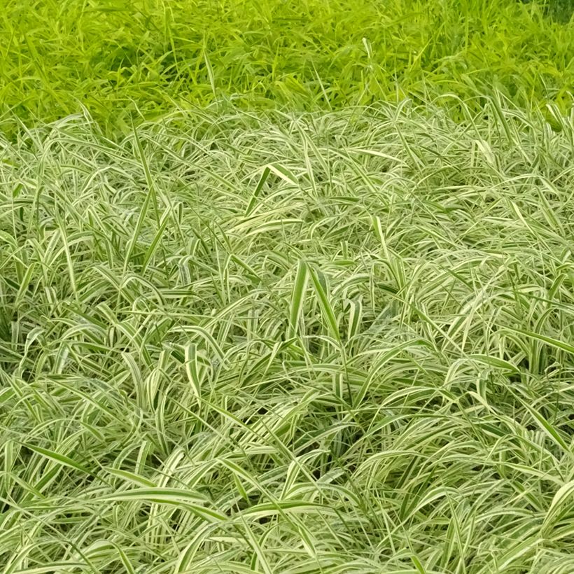 Phalaris arundinacea Picta - Rohr-Glanzgras (Wuchs)