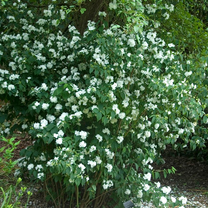 Pfeifenstrauch Bouquet Blanc - Philadelphus persica (Wuchs)