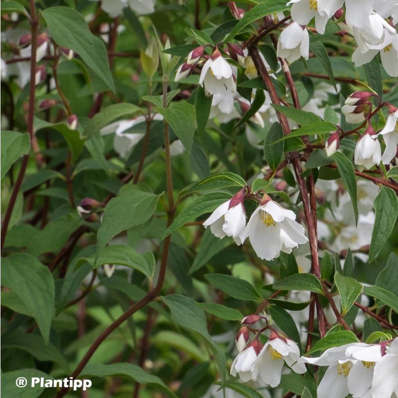 Pfeifenstrauch Dainty Lady - Philadelphus (Laub)