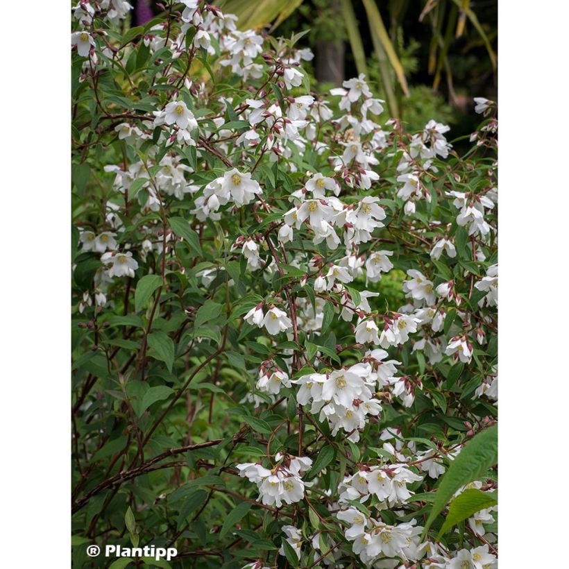 Pfeifenstrauch Dainty Lady - Philadelphus (Wuchs)