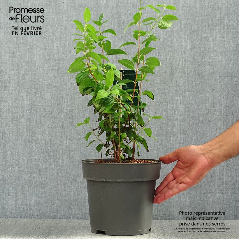 Exemplar von Pfeifenstrauch Little White Love - Philadelphus Topf mit 2L/3L wie im Herbst geliefert