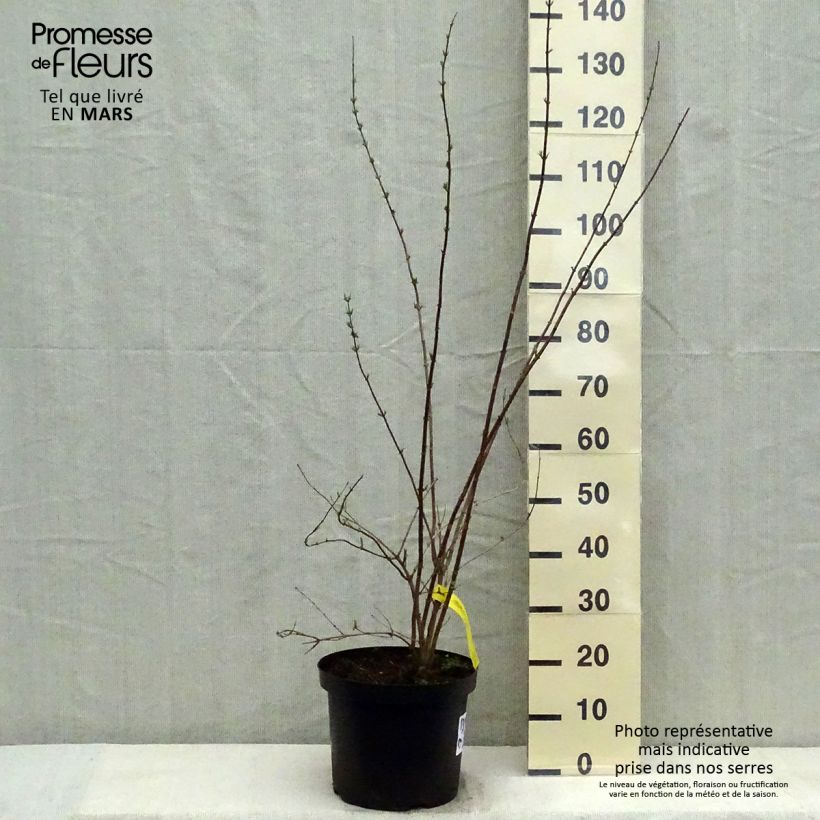 Exemplar von Pfeifenstrauch Pearls of Perfume - Philadelphus Topf mit 4L/5L wie im Frühjahr geliefert