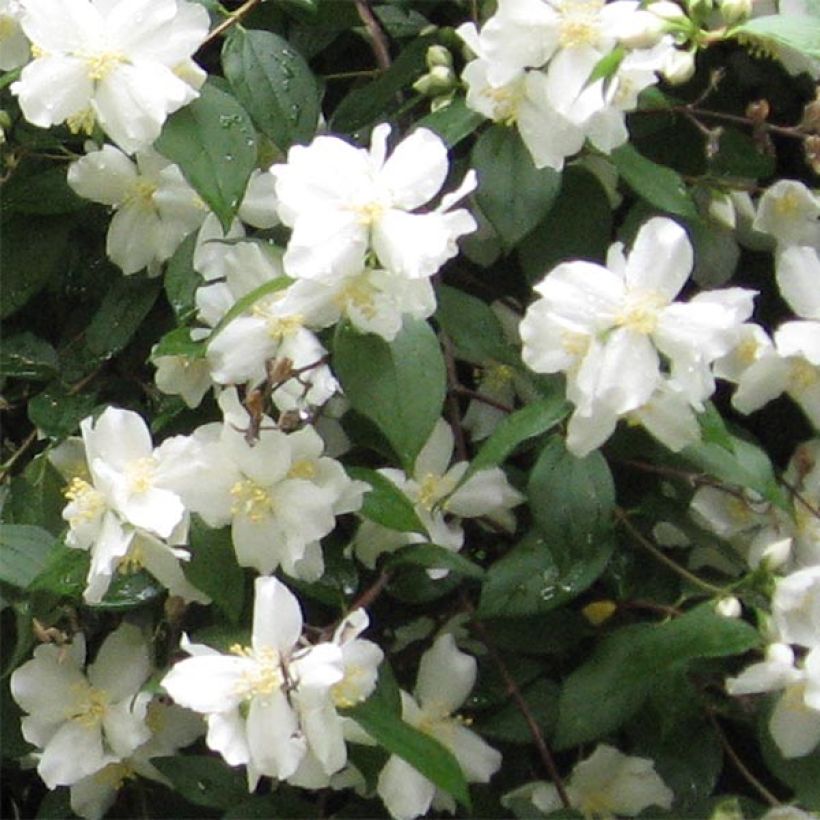 Pfeifenstrauch Virginal - Philadelphus (Flowering)