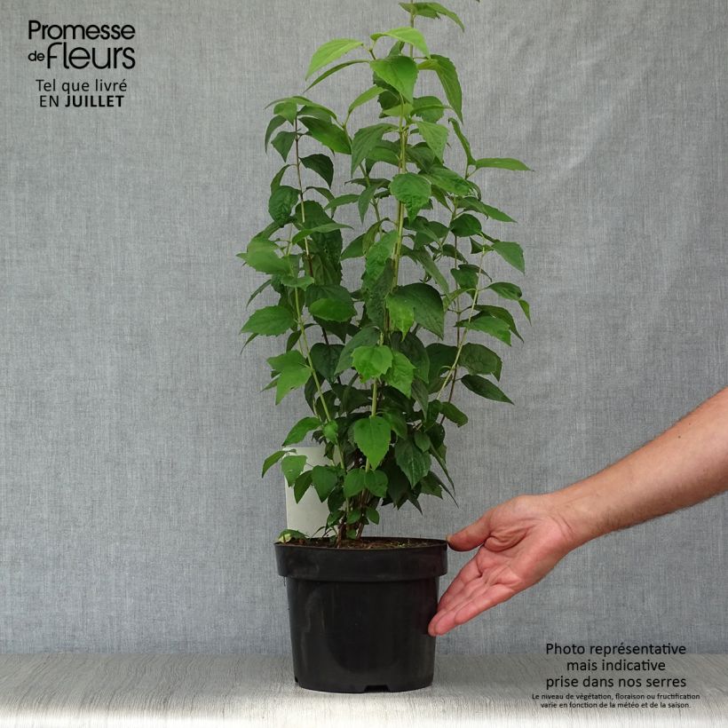 Exemplar von Pfeifenstrauch Virginal - Philadelphus Topf mit 3L/4L wie im Sommer geliefert