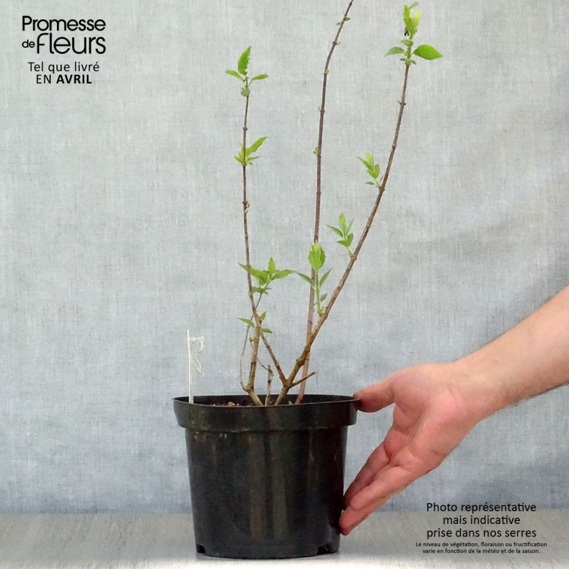 Example of Pfeifenstrauch Virginal - Philadelphus Topf mit 3L/4L as you get in printemps