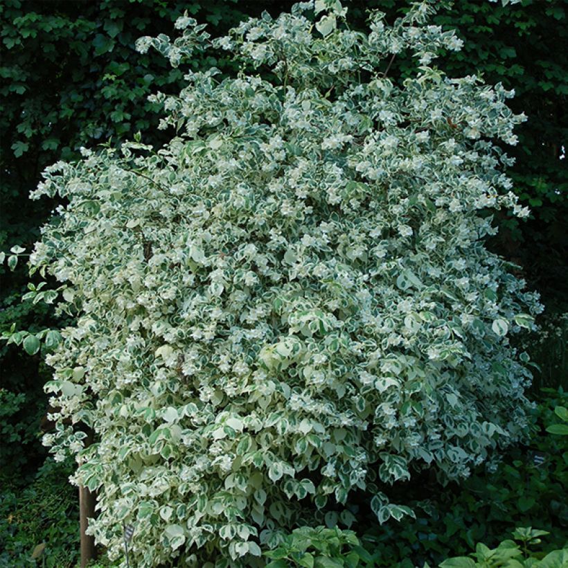 Europäischer Pfeifenstrauch Variegatus - Philadelphus coronarius (Wuchs)