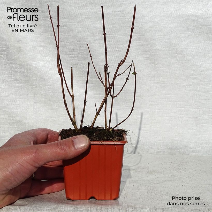 Example of Europäischer Pfeifenstrauch - Philadelphus coronarius Kleine Töpfe von 8/9 cm as you get in printemps