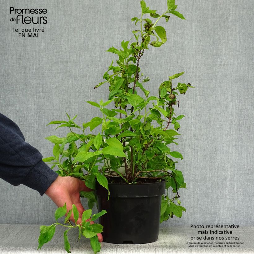 Example of Europäischer Pfeifenstrauch - Philadelphus coronarius Topf mit 2L/3L as you get in printemps