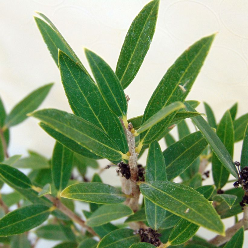 Phillyrea angustifolia (Foliage)