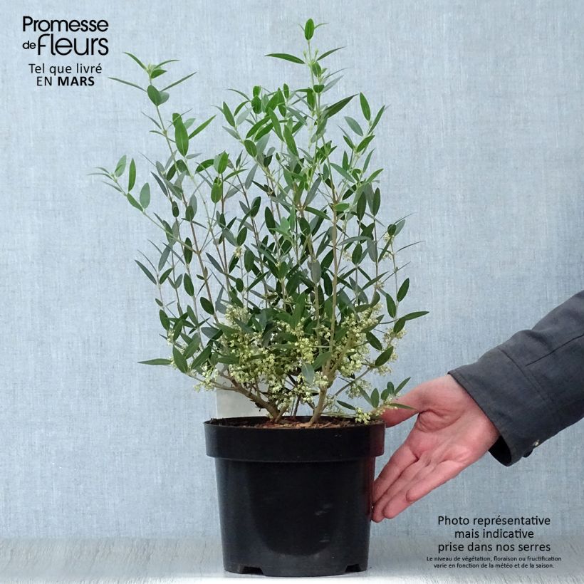 Example of Phillyrea angustifolia Topf mit 2L/3L as you get in printemps