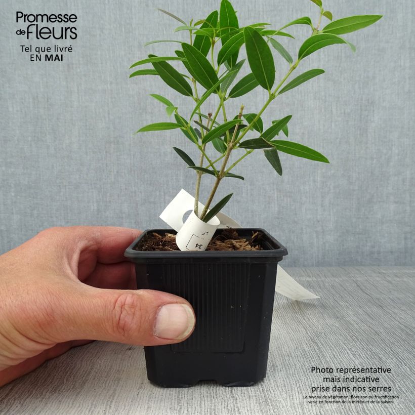 Exemplar von Phillyrea Rosmarinifolia Kleine Töpfe von 8/9 cm wie im Frühjahr geliefert