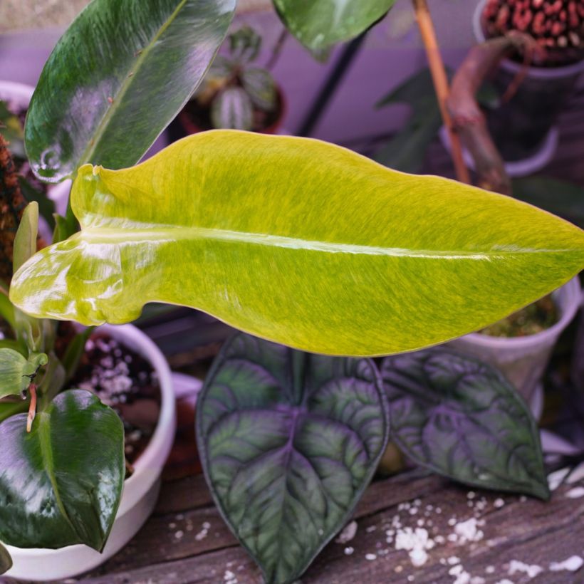 Philodendron Calkins Gold - Baumfreund (Laub)
