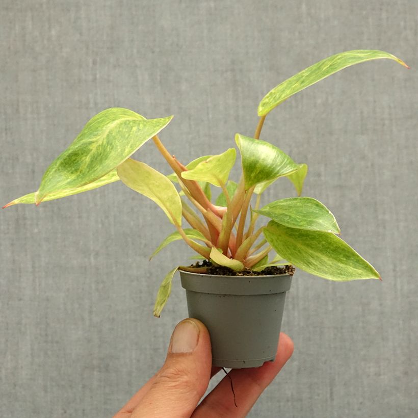 Exemplar von Philodendron Calkins Gold - Baumfreund Mini-Pflanze wie im Frühjahr geliefert