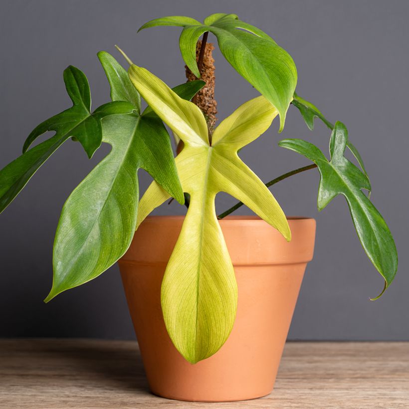 Philodendron Florida Ghost (Plant habit)