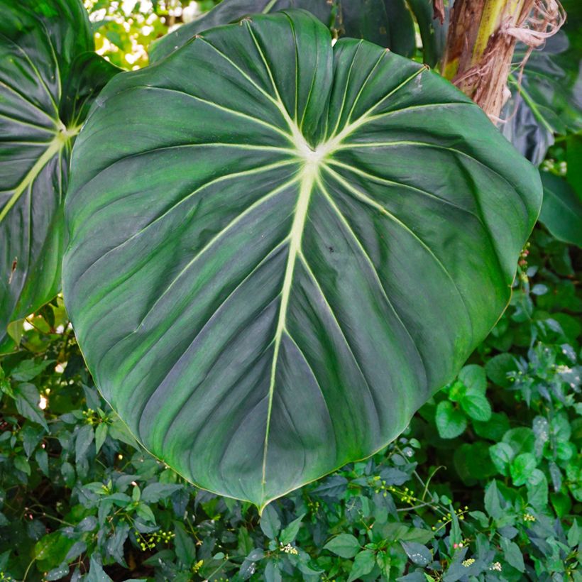 Philodendron gloriosum (Laub)