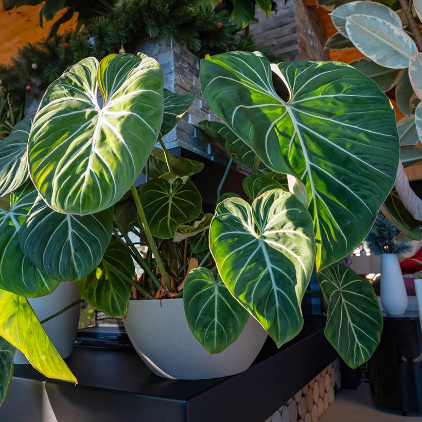 Philodendron gloriosum (Wuchs)