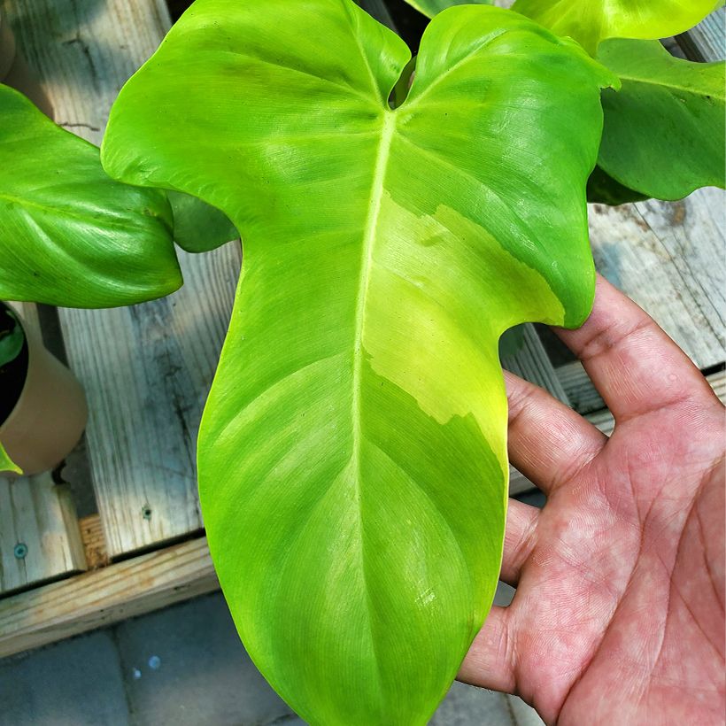 Philodendron Golden Violin (Laub)