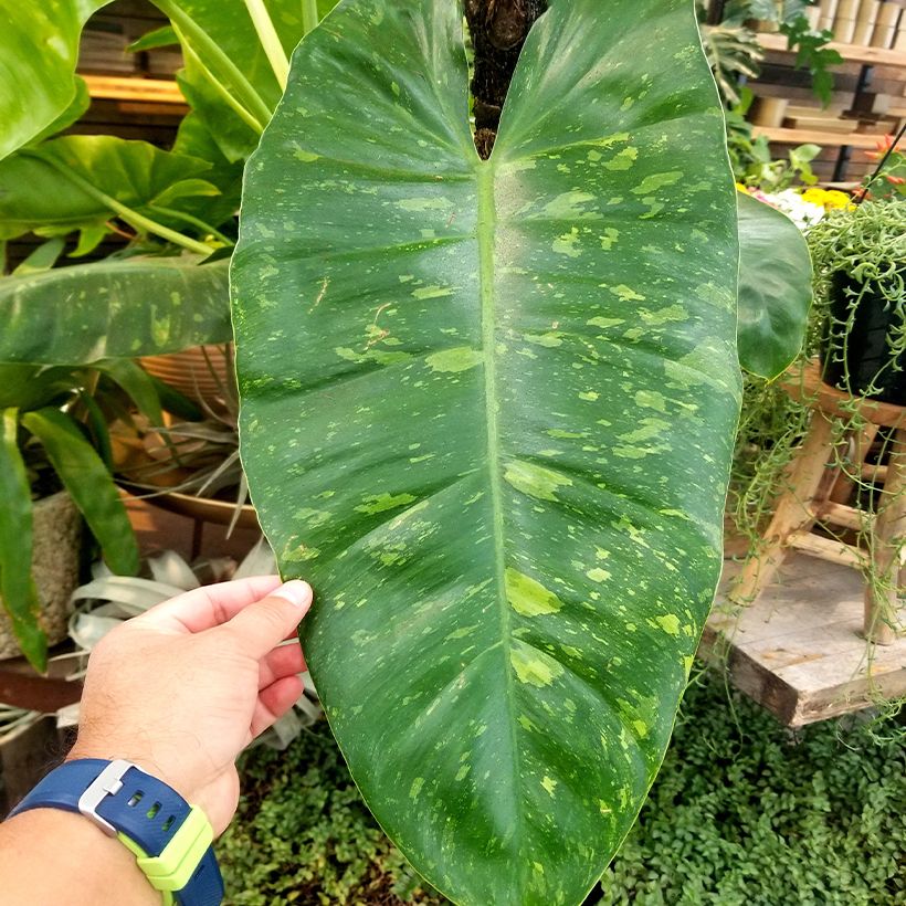Philodendron Jose Buono (Laub)
