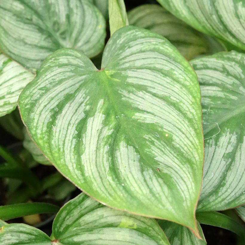 Philodendron McDowell (Laub)