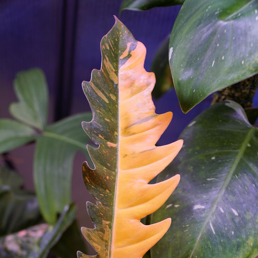 Philodendron Narrow Ring of Fire (Laub)