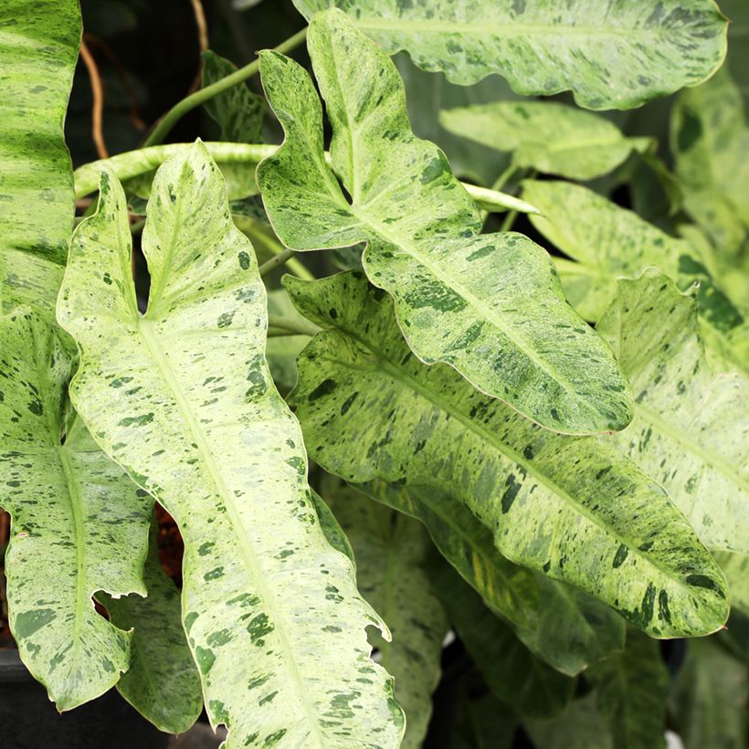 Philodendron Paraiso Verde (Laub)