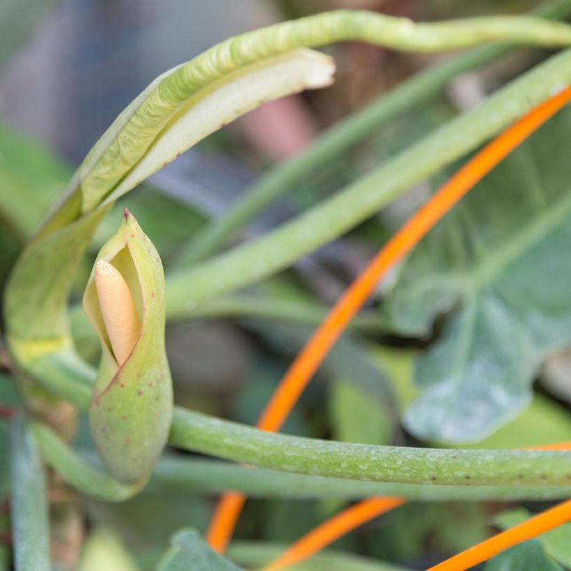 Philodendron Paraiso Verde (Blüte)