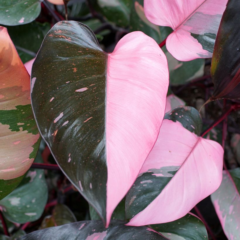 Philodendron Pink Princess (Foliage)