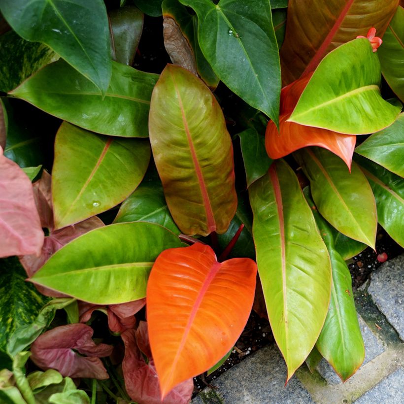 Philodendron Prince of Orange (Plant habit)