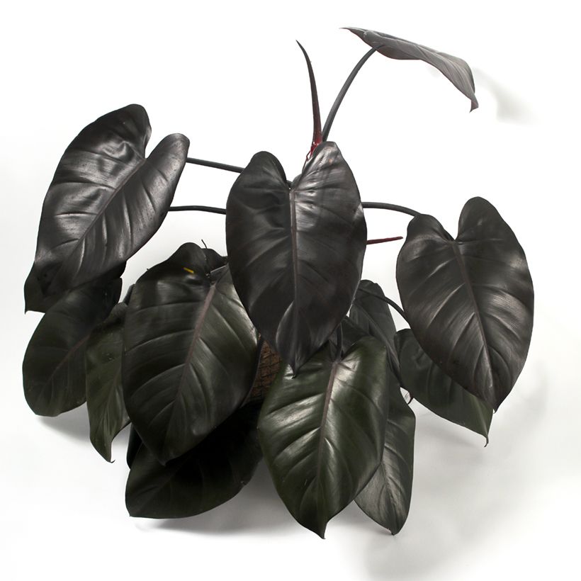 Philodendron Royal Queen (Wuchs)