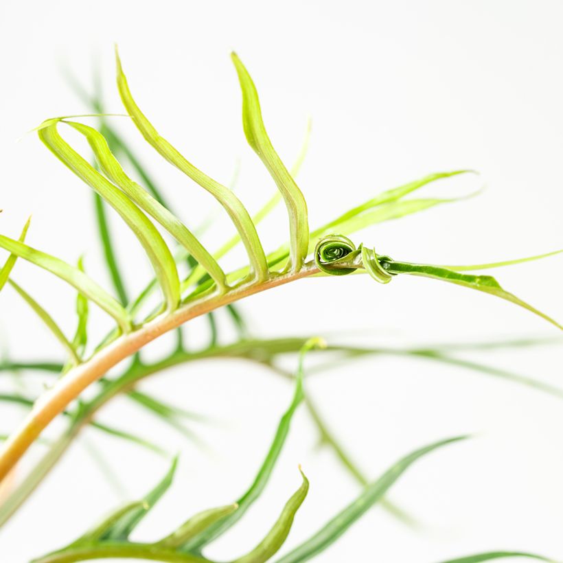 Philodendron tortum (Laub)