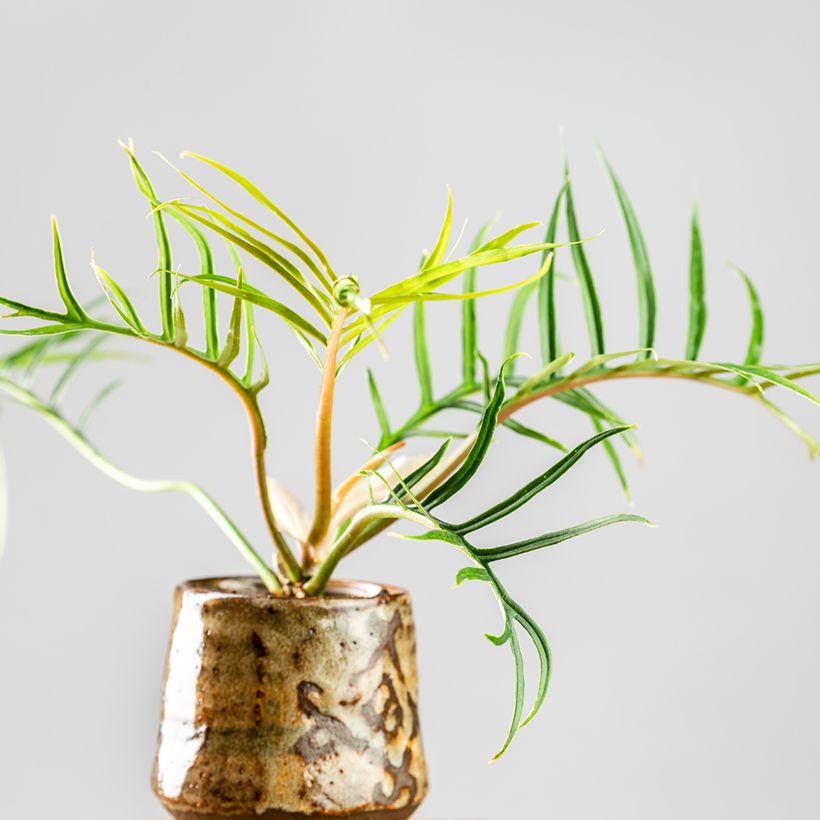 Philodendron tortum (Wuchs)