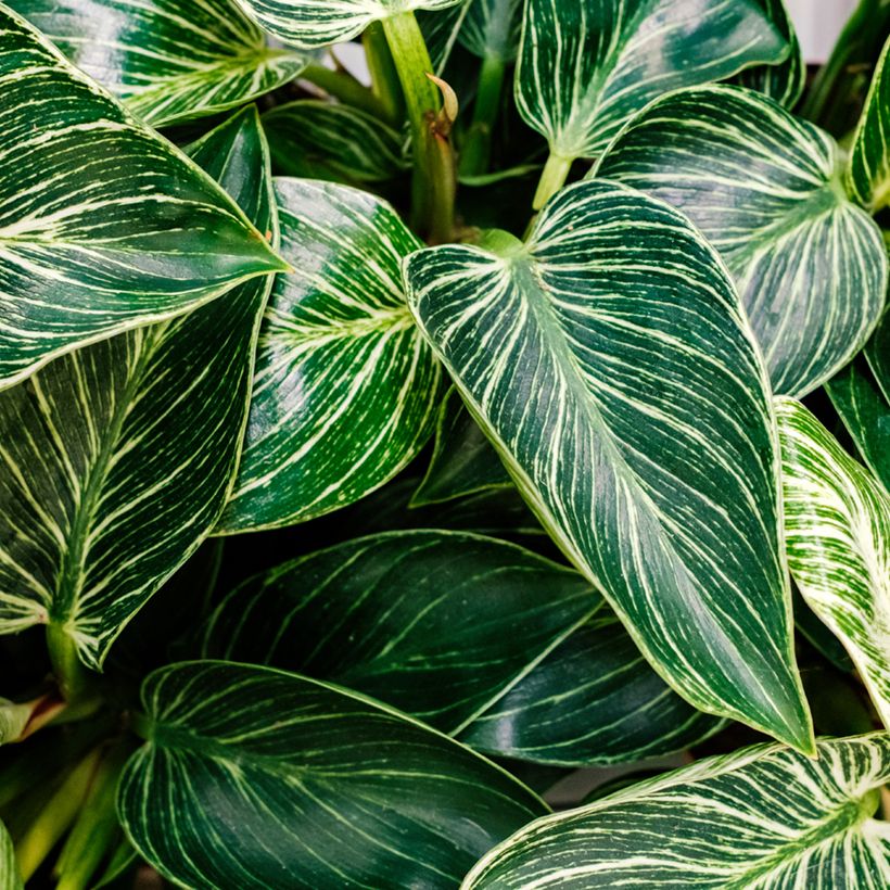 Philodendron White Measure (Foliage)