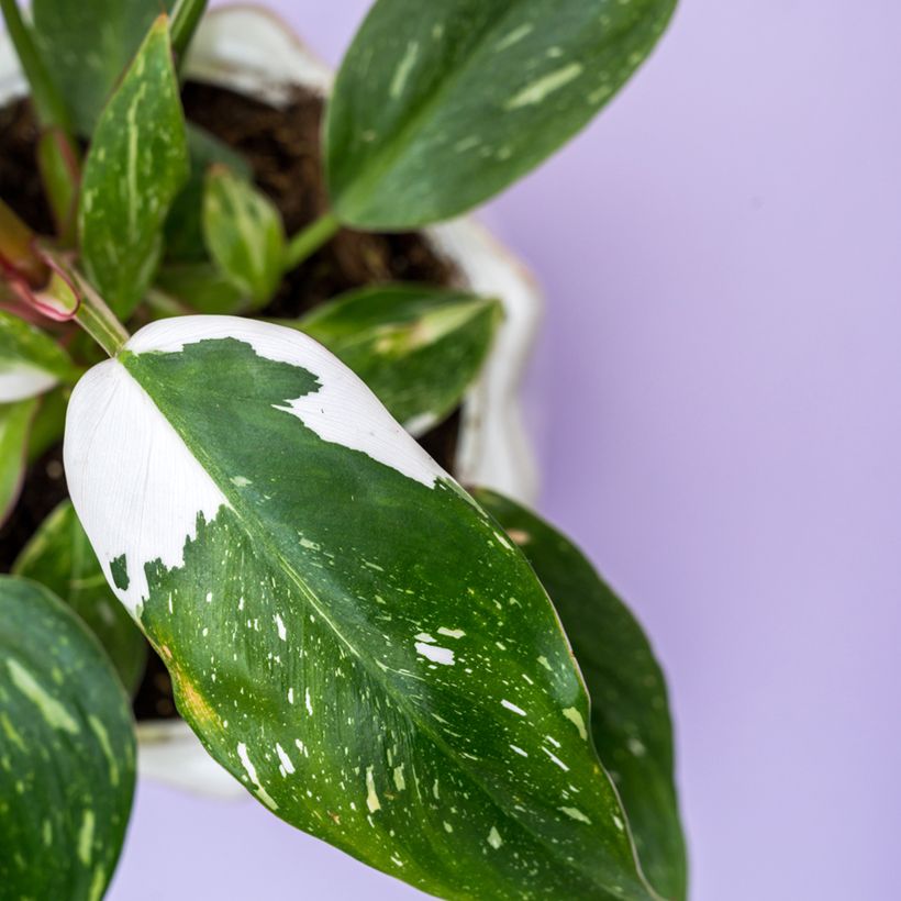 Philodendron White Wizard (Laub)