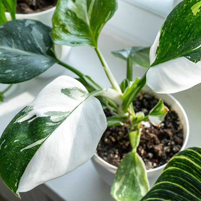 Philodendron White Princess (Foliage)