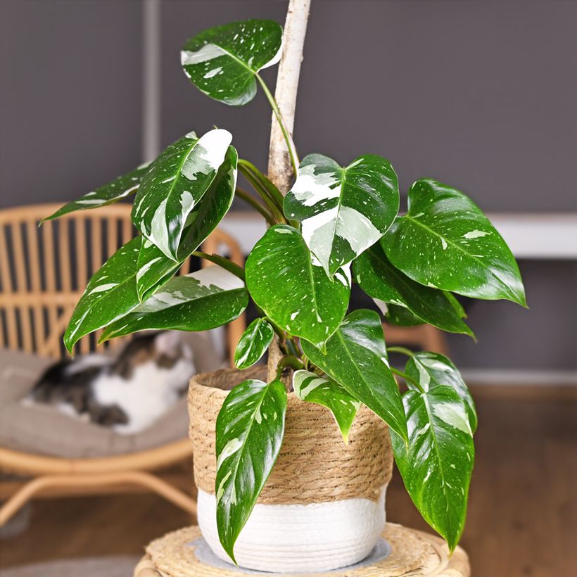 Philodendron White Princess (Plant habit)