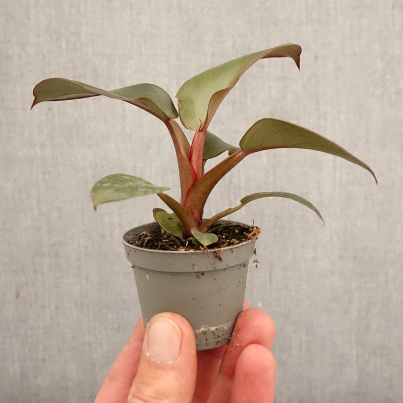Exemplar von Philodendron Black Cardinal Mini-Pflanze wie im Frühjahr geliefert