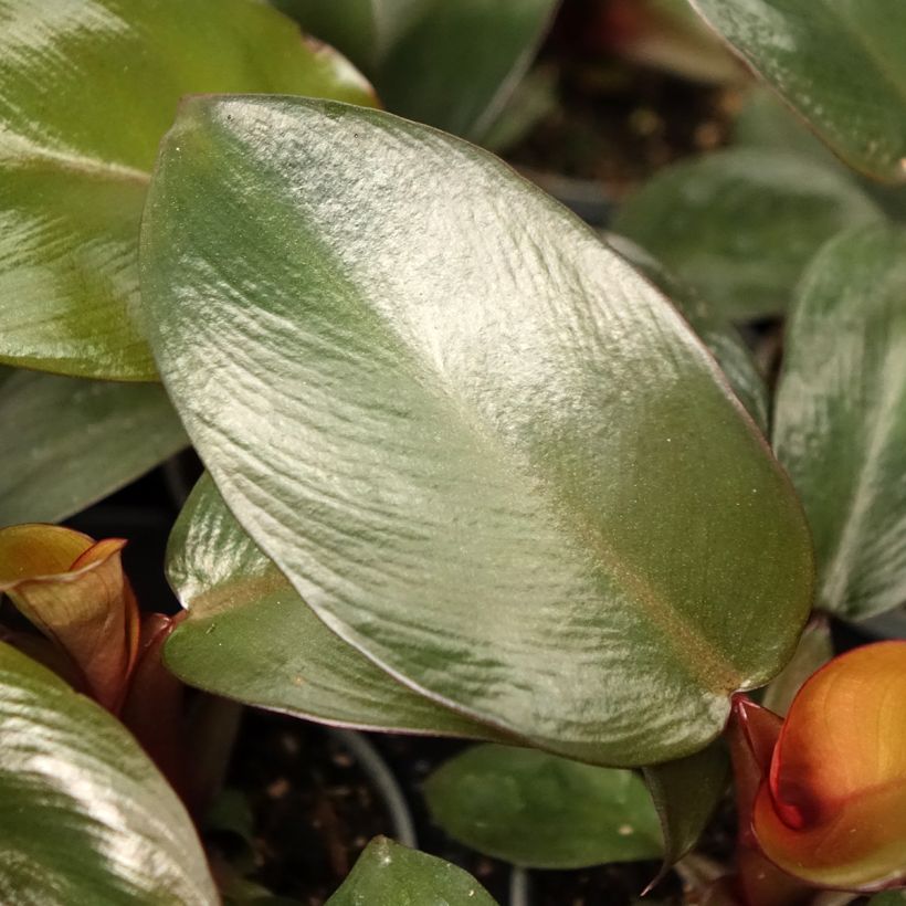 Philodendron Black Cardinal (Laub)