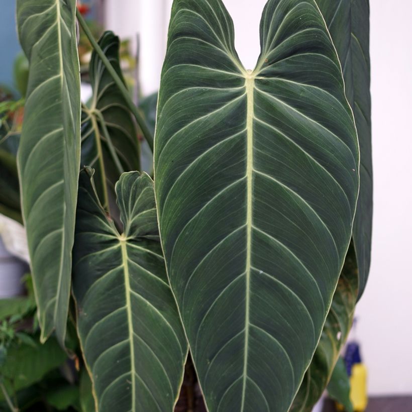 Philodendron melanochrysum (Laub)