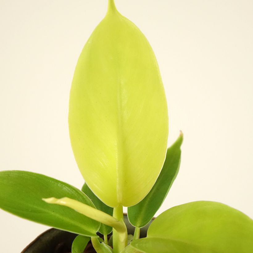 Philodendron Moonlight (Foliage)